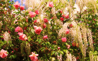 Розы и белая глициния