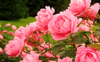 Садовые розы