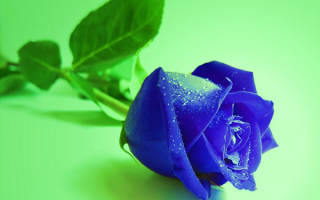 Синяя роза