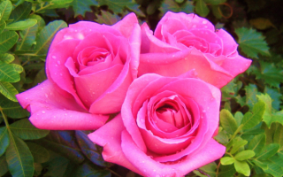 Три красивые розы
