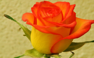 Цветок роза