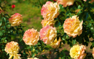 Большие розы