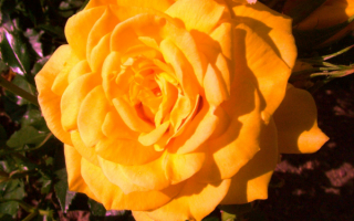 Желтый цветок розы