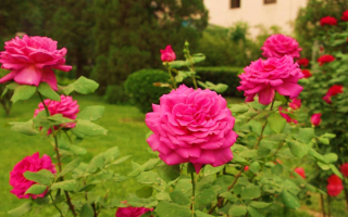 Цветы розы в саду