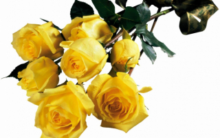 Цветы розы желтые