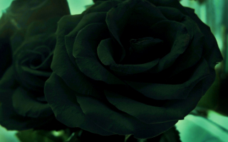 Черные розы
