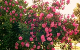 Большой розовый куст