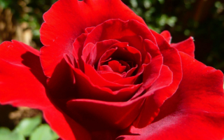 Большой цветок красной розы