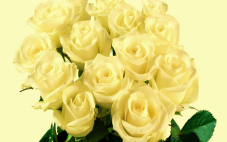 Букет белых роз