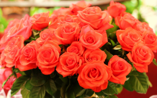 Букет красных роз