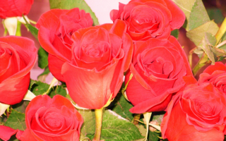 Бутоны красных роз