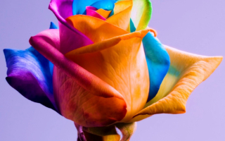 Радужная роза