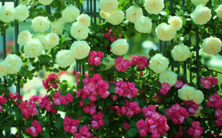 Плетистые розы