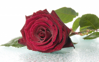 Упавшая роза