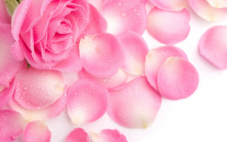 Розовые лепестки