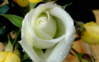 Молодая роза