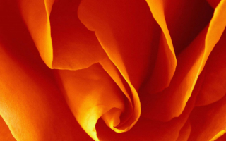 Лепестки роз
