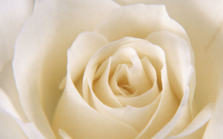 Большая роза