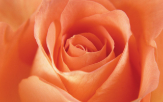 Цветок розы