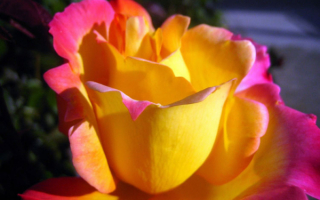 Роза на природе