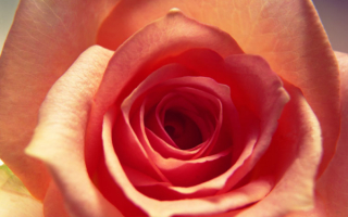 Раскрывшаяся роза