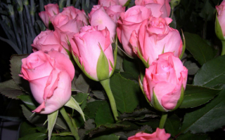 Лиловые розы