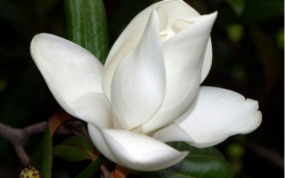 Американская роза