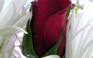 Бутон алой розы