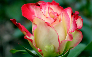 Разноцветные лепестки