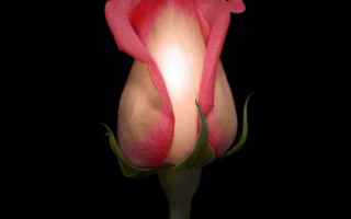 Роза на черном фоне