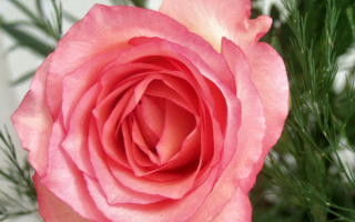 Роза в букете