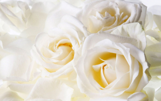 Нежные розы