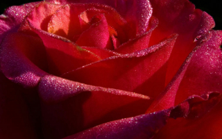 Красная роза с капельками росы