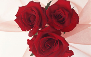 Букет алых роз