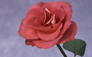 Роза с большими лепестками