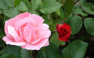 Разные розы