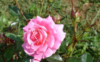 Полевая роза