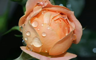 Бутон чайной розы