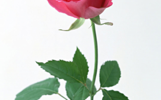 Роза на длинной ножке