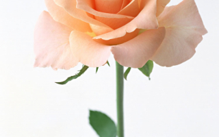 Необычная роза