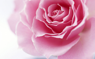 Душистая роза