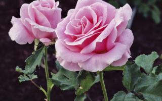 Фиолетовые розы