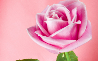 Элегантная роза