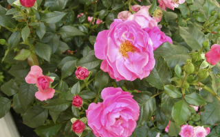 Розовая клумба