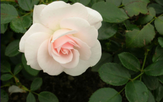 Московская роза