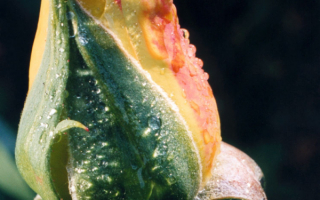 Нераскрывшийся бутон