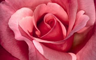 Китайская роза