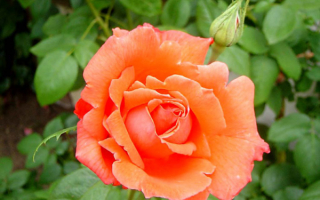 Оранжевая роза