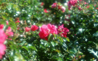 Розовый куст