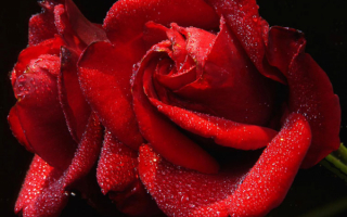 Распускающаяся роза